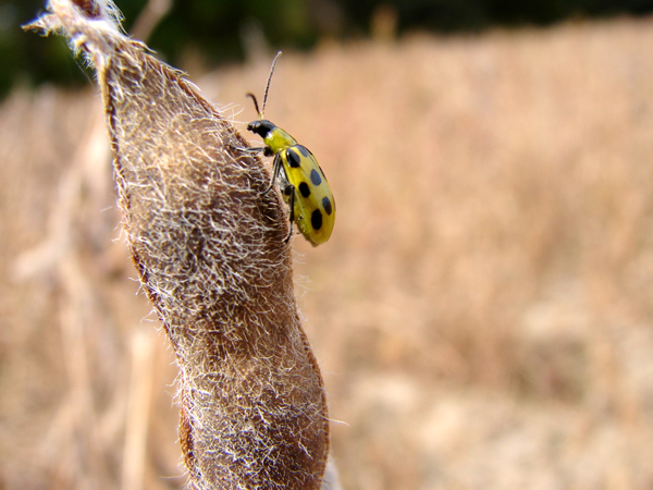 Beetle on a Soyabean