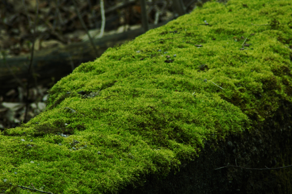 Moss-Covered Wall