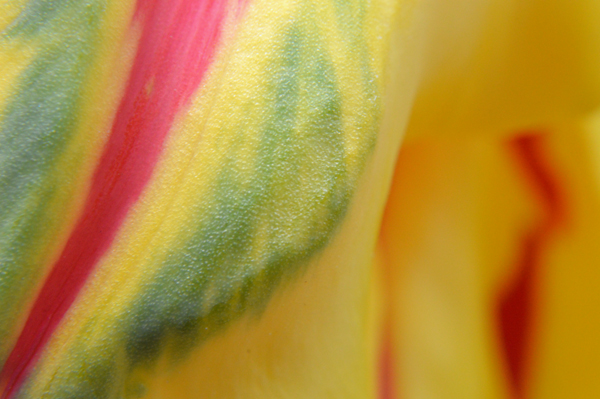 Tulip Texture