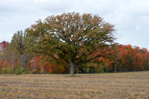 Oak in the Fall Field