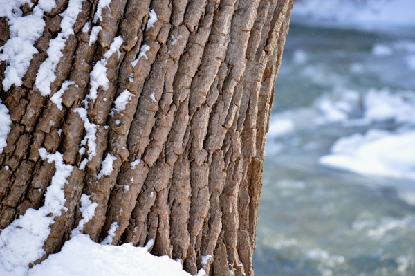 Snowy Creek Tree